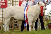 2011_calf_senior_female.jpg