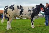 2016_heifer_senior.jpg