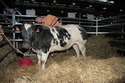 NV_Brno2011_05.jpg